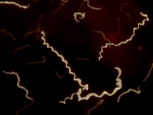 Zeckenbiss im Blut feststellen