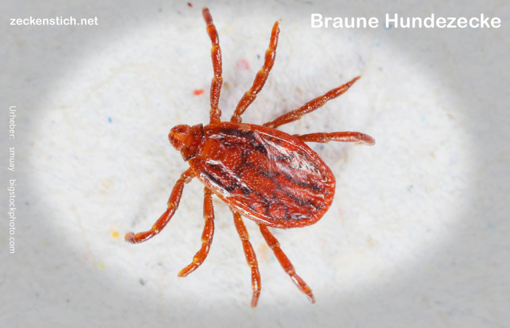 Braune Hundezecke (Rhipicephalus sanguineus)